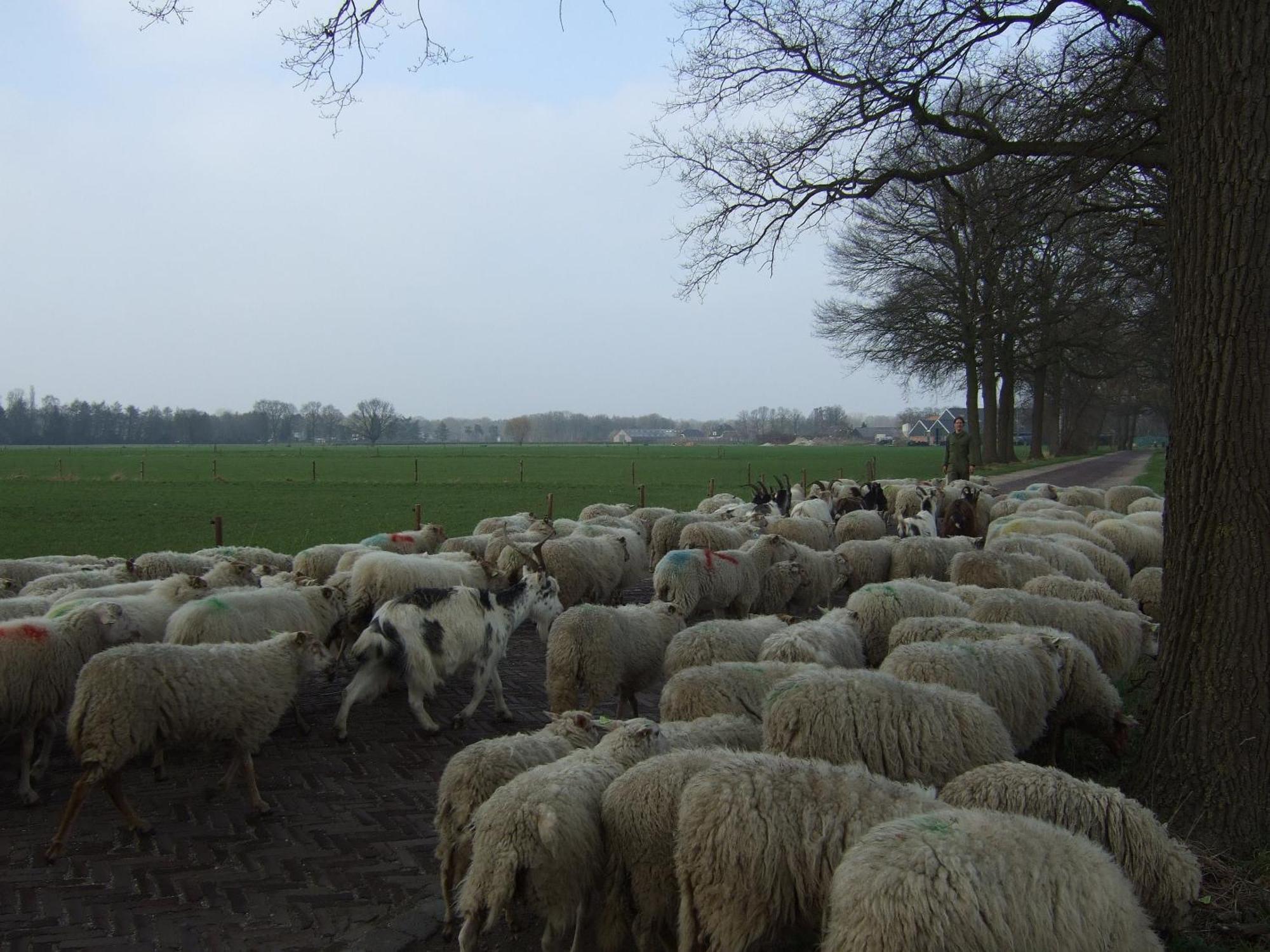 Erfgoed & Logies Den Heijkant Moergestel Bilik gambar